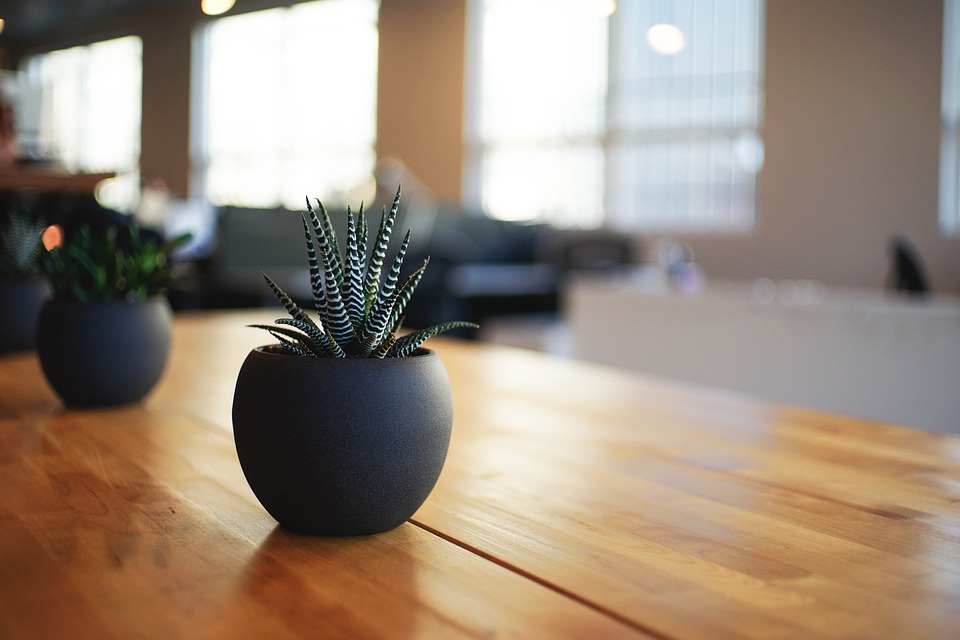 A Decorative Plant in a Residential Living Room