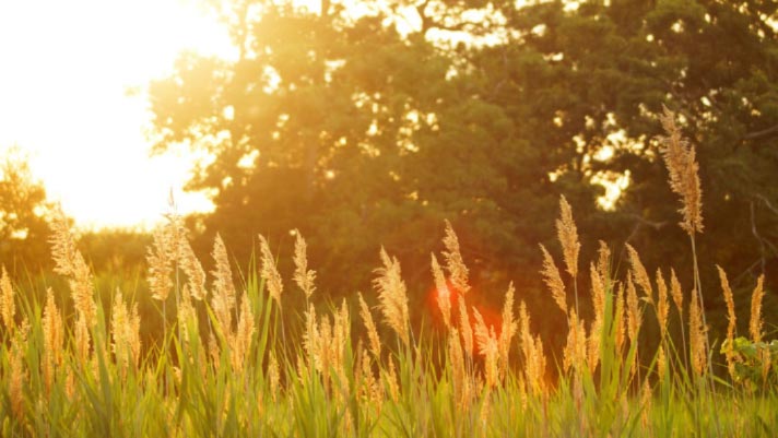 Golden grasses illuminated by sunlight against a backdrop of trees, symbolizing summer warmth and the need for HVAC comfort solutions.